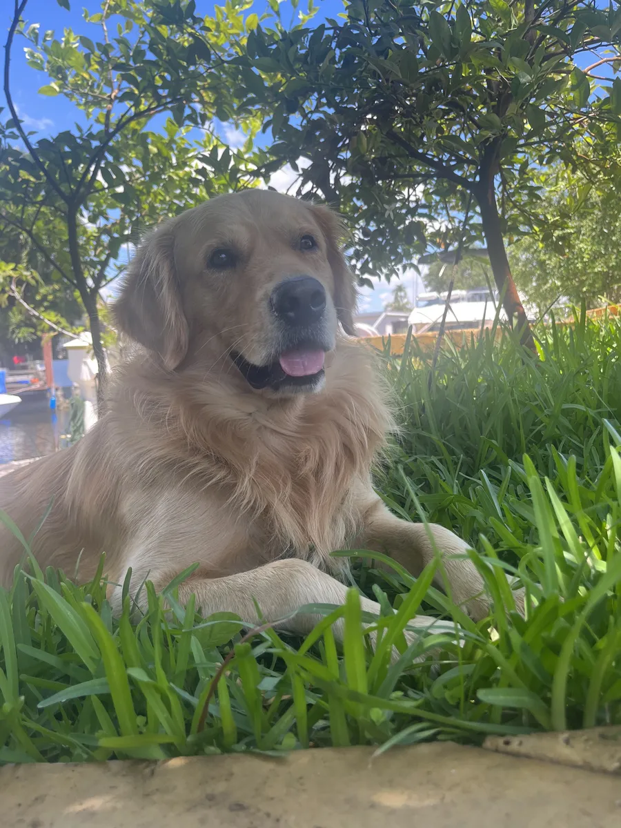 Golden retriever relaxing in healthy grass