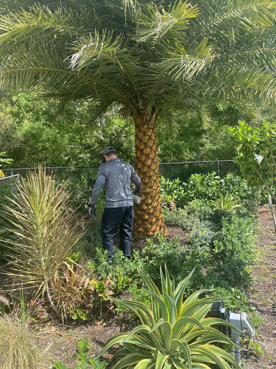 Technician treating a palm tree